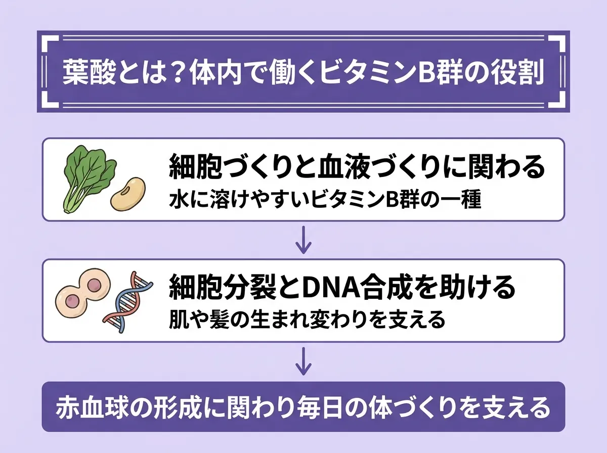 葉酸とは?体内で働くビタミンB群の役割