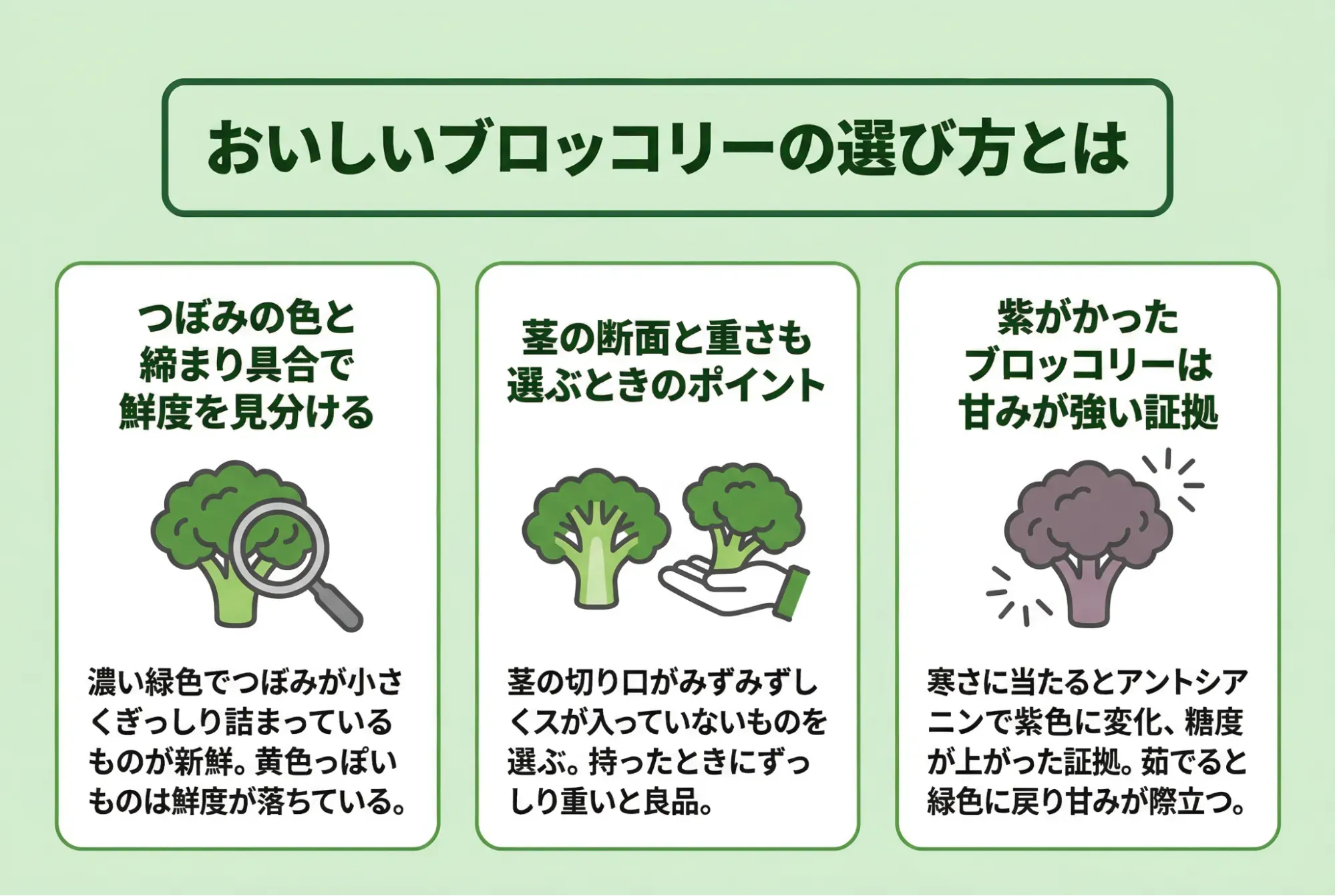 おいしいブロッコリーの選び方とは