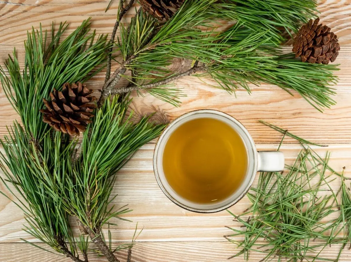 松葉茶