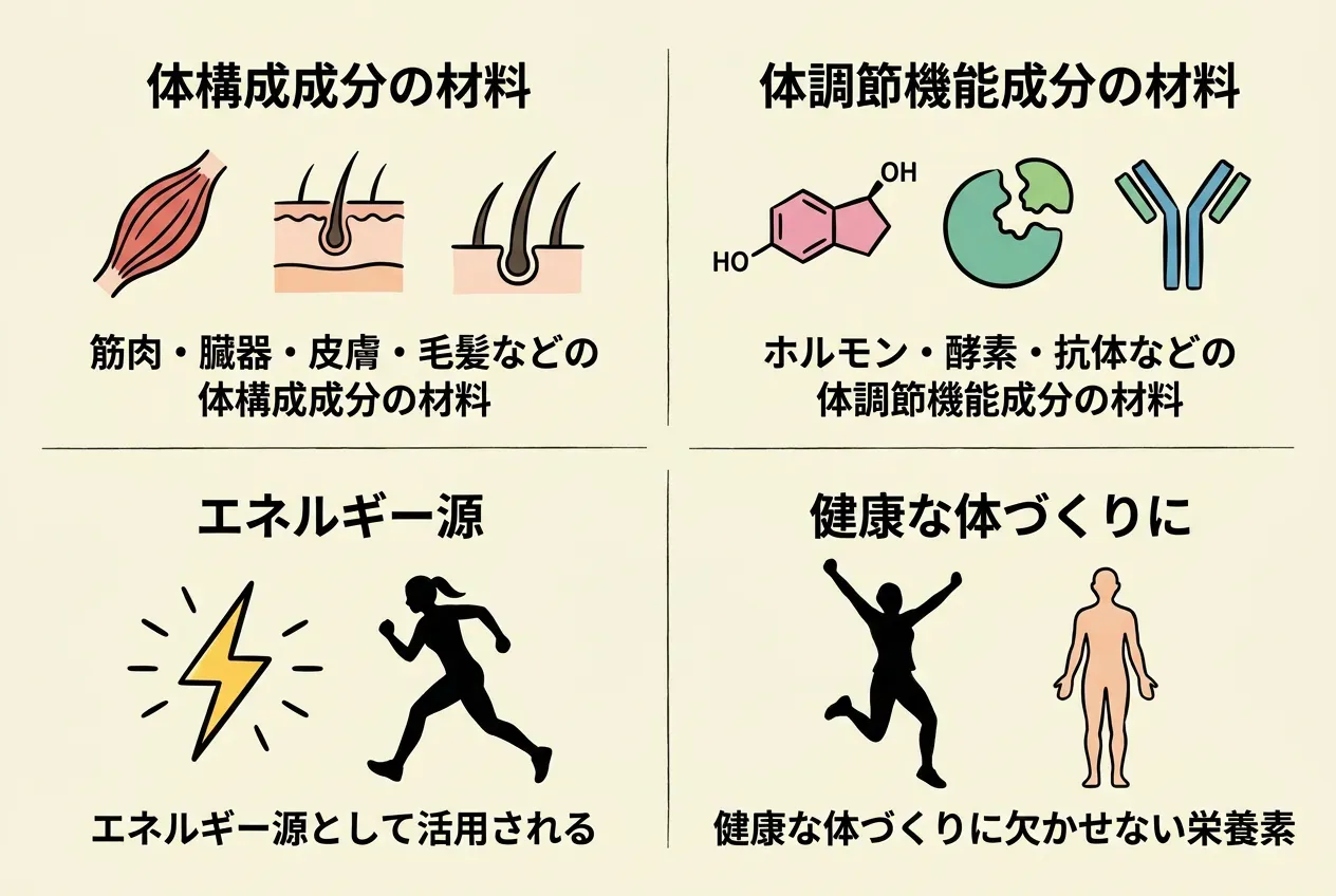タンパク質に期待される主な効果