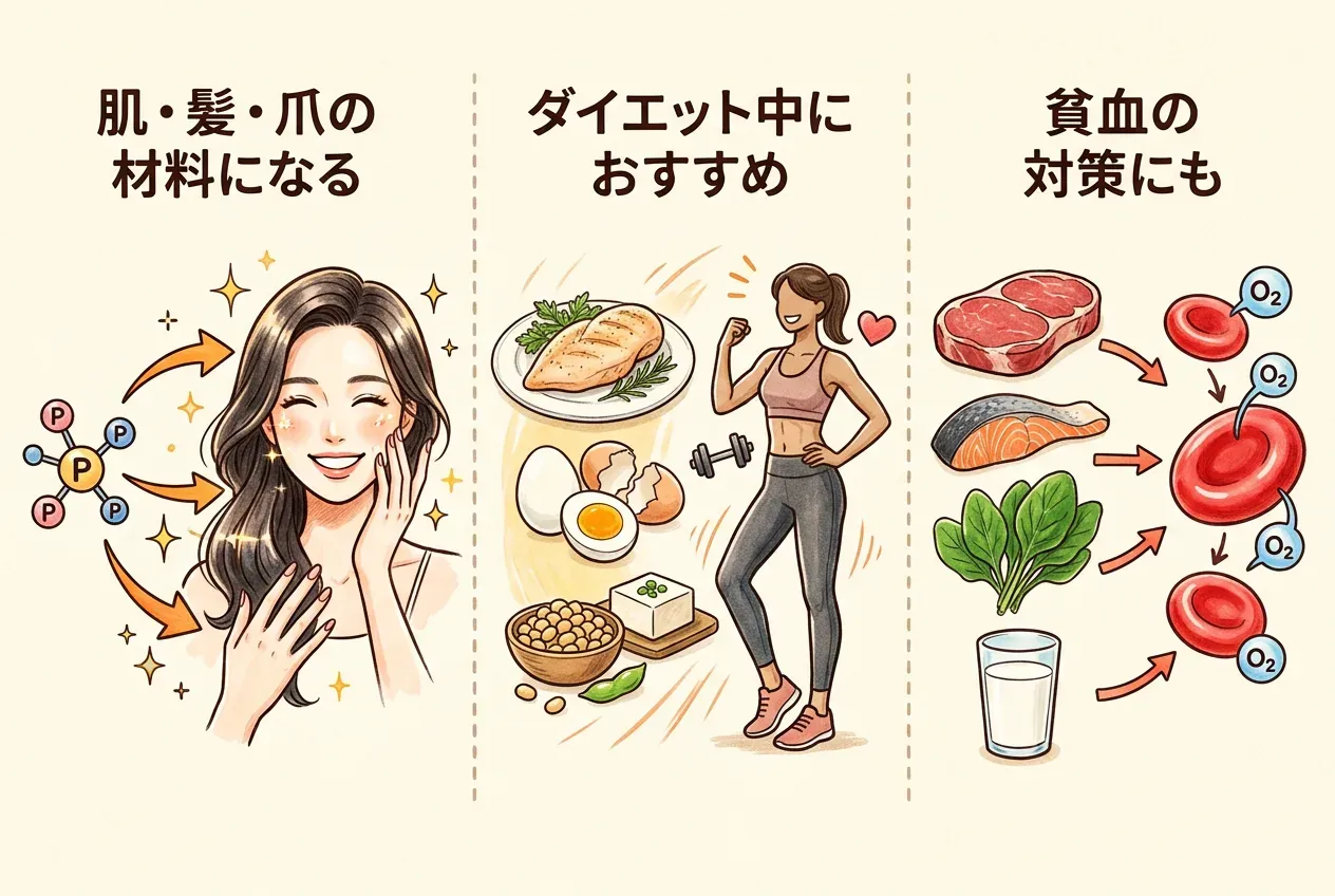 女性が意識したいタンパク質の効果