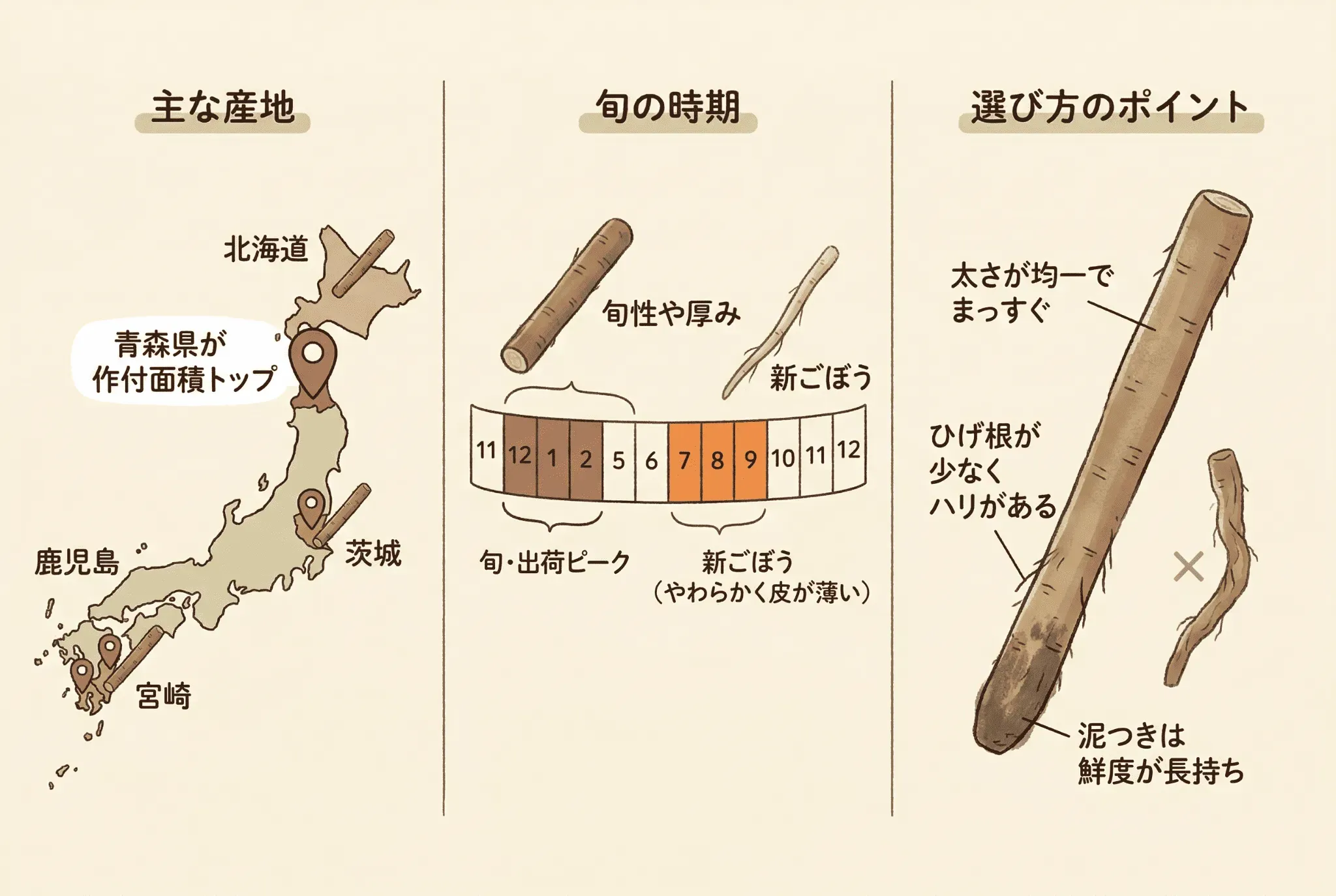 ごぼうはどこで採れる?旬の時期も紹介