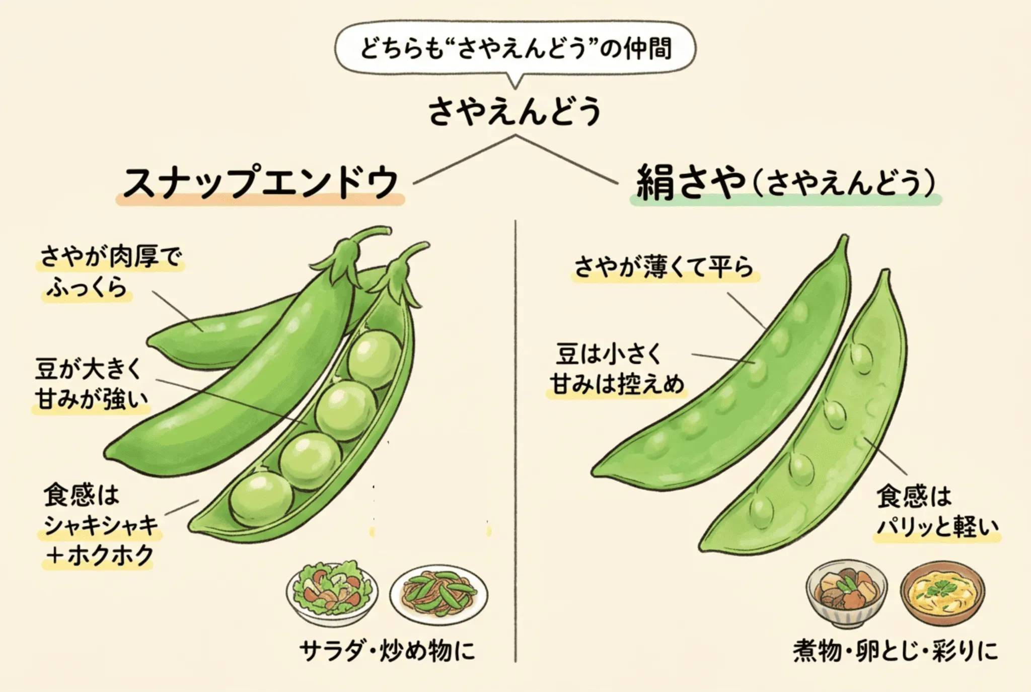 スナップエンドウと絹さやの違いとは?さやえんどうの種類を解説