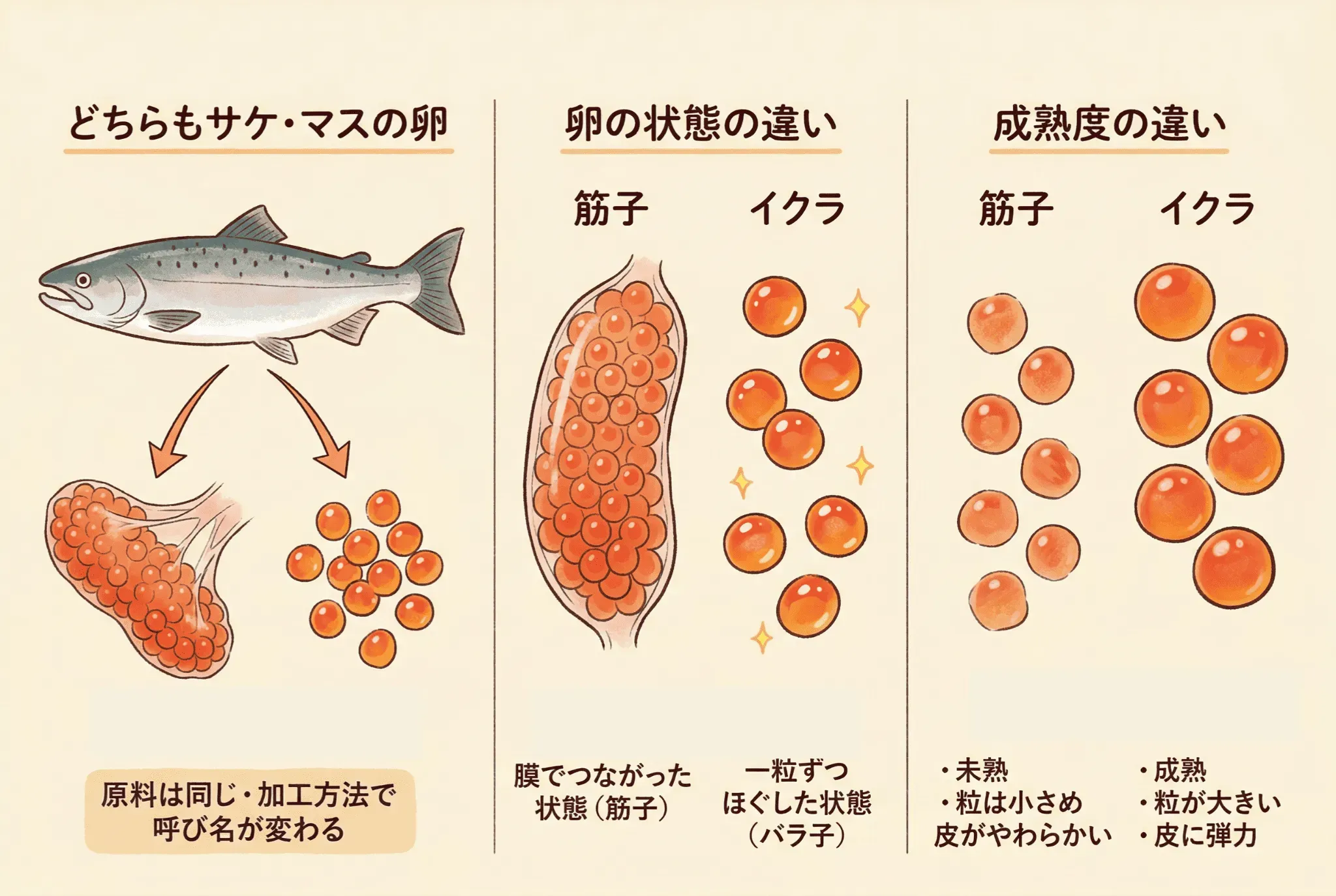 すじこといくらは何が違う?基本の違いを押さえよう