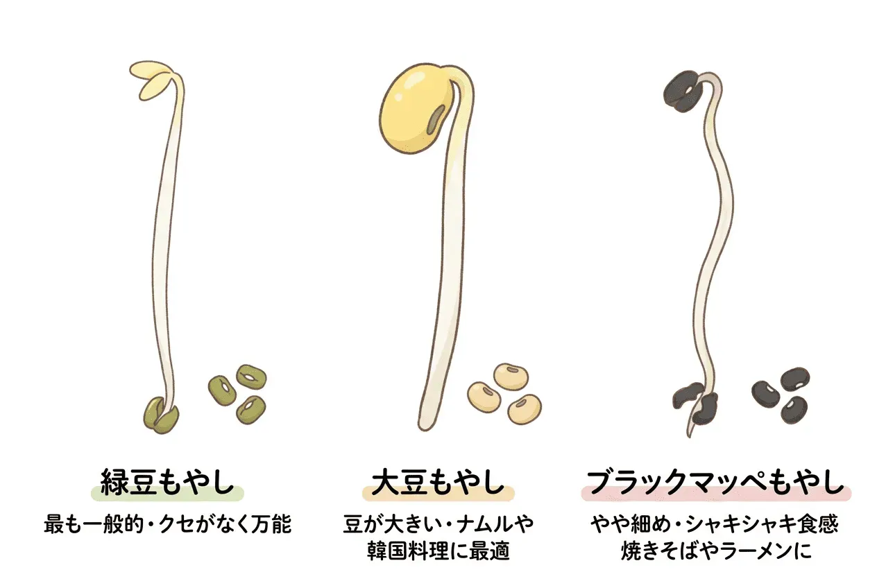 もやしとは?種類ごとの特徴を知ろう