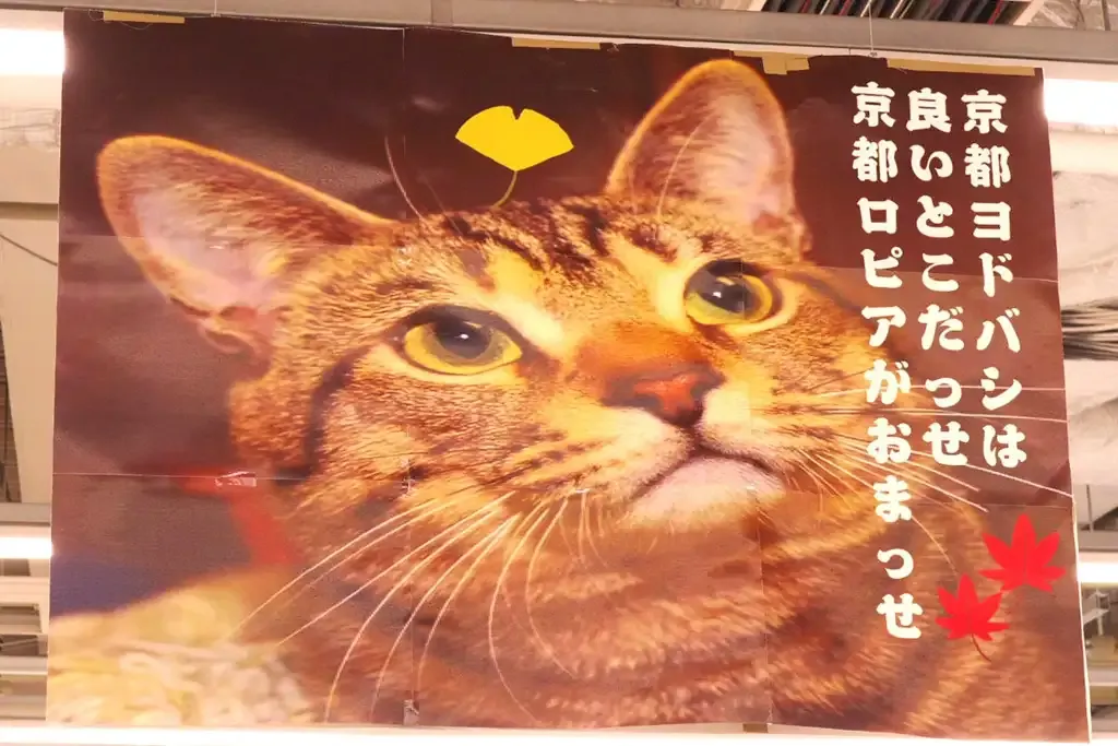 ロピア京都店ヨドバシ潜入レポ