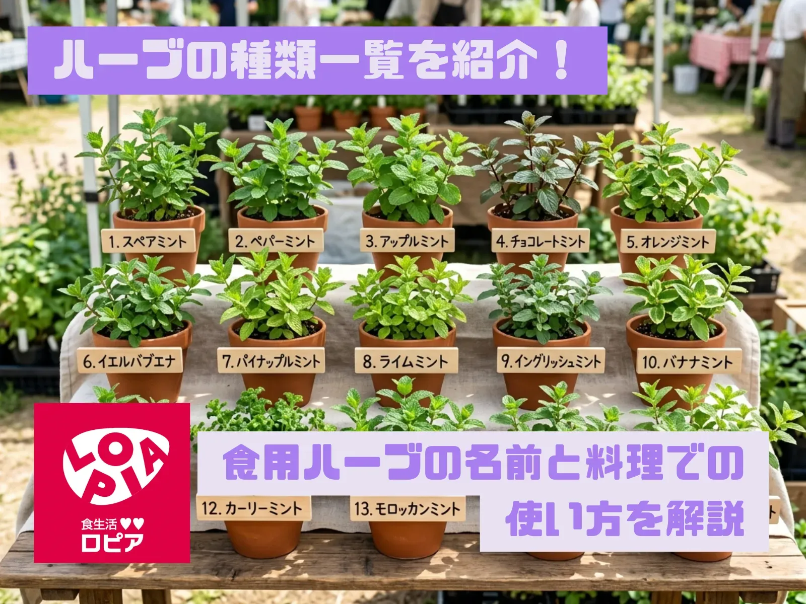 ハーブの種類一覧を紹介！食用ハーブの名前と料理での使い方を解説